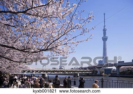 Cherry blossoms View Large Photo Image Stock Image - Cherry blossoms. Fotosearch