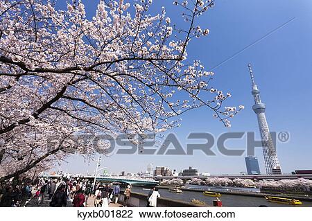Cherry blossoms View Large Photo Image Stock Image - Cherry blossoms. Fotosearch