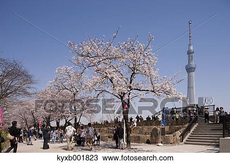 Stock Image - Cherry blossoms. Fotosearch