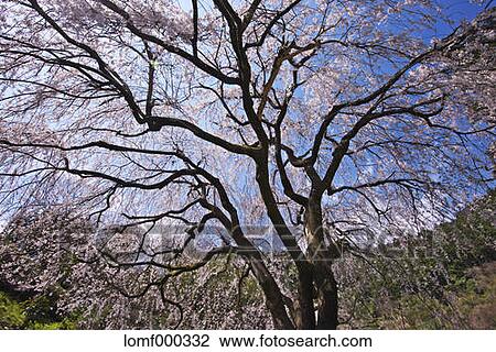 Cherry blossoms View Large Photo Image Stock Image - Cherry blossoms. Fotosearch