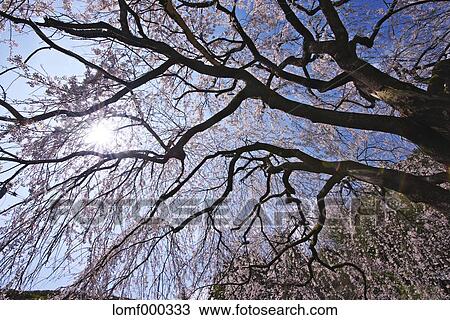 Stock Image - Cherry blossoms. Fotosearch