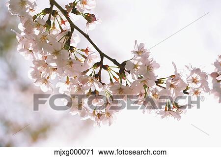 Cherry blossoms View Large Photo Image Stock Image - Cherry blossoms. Fotosearch