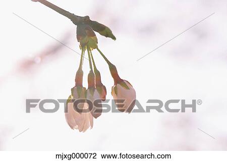 Stock Image - Cherry blossoms. Fotosearch