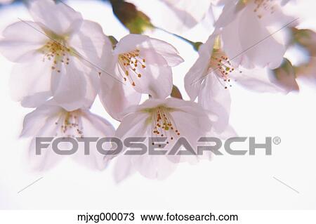 Cherry blossoms View Large Photo Image Stock Image - Cherry blossoms. Fotosearch
