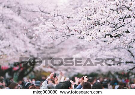 Cherry blossoms View Large Photo Image Stock Image - Cherry blossoms. Fotosearch