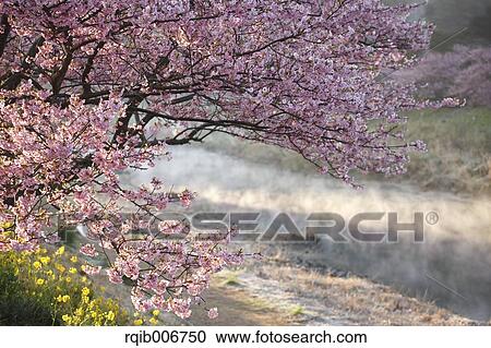 Cherry blossoms View Large Photo Image Stock Image - Cherry blossoms. Fotosearch