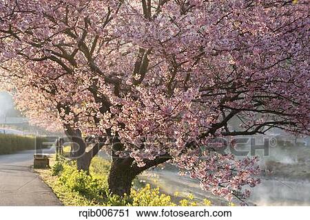 Cherry blossoms View Large Photo Image Stock Image - Cherry blossoms. Fotosearch