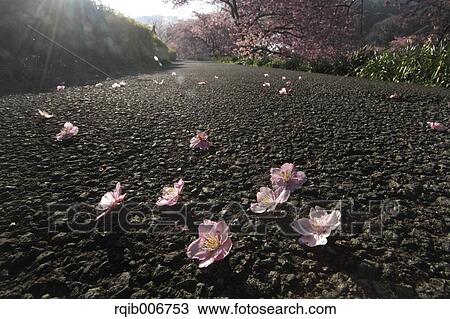 Cherry blossoms View Large Photo Image Stock Image - Cherry blossoms. Fotosearch