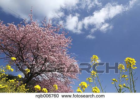 Stock Image - Cherry blossoms. Fotosearch