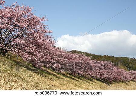 Stock Image - Cherry blossoms. Fotosearch