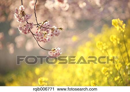 Stock Image - Cherry blossoms. Fotosearch