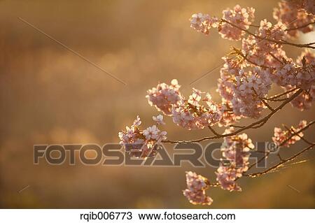 Stock Image - Cherry blossoms. Fotosearch