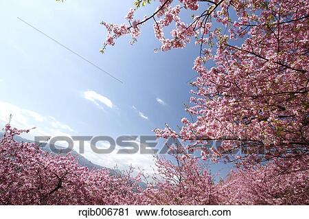 Cherry blossoms View Large Photo Image Stock Image - Cherry blossoms. Fotosearch