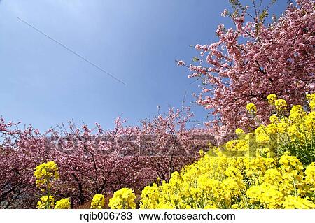 Stock Image - Cherry blossoms. Fotosearch