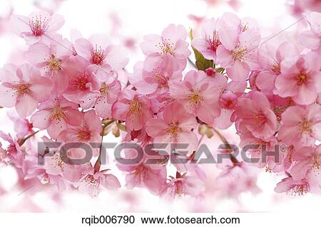 Cherry blossoms View Large Photo Image Stock Image - Cherry blossoms. Fotosearch