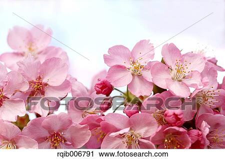 Cherry blossoms View Large Photo Image Stock Image - Cherry blossoms. Fotosearch