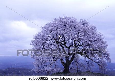 Cherry blossoms View Large Photo Image Stock Image - Cherry blossoms. Fotosearch