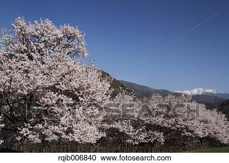 Stock Image - Cherry blossoms. Fotosearch