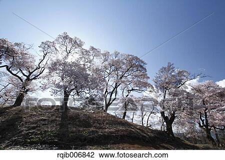 Stock Image - Cherry blossoms. Fotosearch