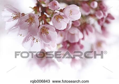 Cherry blossoms View Large Photo Image Stock Image - Cherry blossoms. Fotosearch