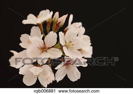 Stock Image - Cherry blossoms. Fotosearch