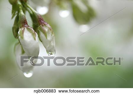 Stock Image - Cherry blossoms. Fotosearch