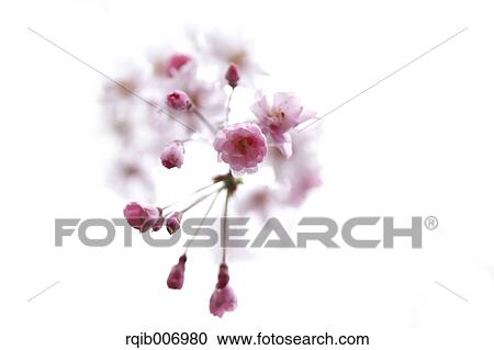 Stock Image - Cherry blossoms. Fotosearch