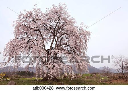 Cherry blossoms View Large Photo Image Stock Photo - Cherry blossoms. Fotosearch