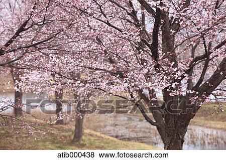 Cherry blossoms View Large Photo Image Stock Photo - Cherry blossoms. Fotosearch