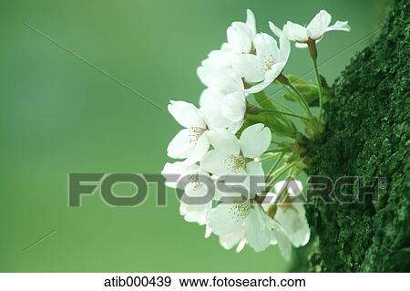Cherry blossoms View Large Photo Image Stock Photo - Cherry blossoms. Fotosearch