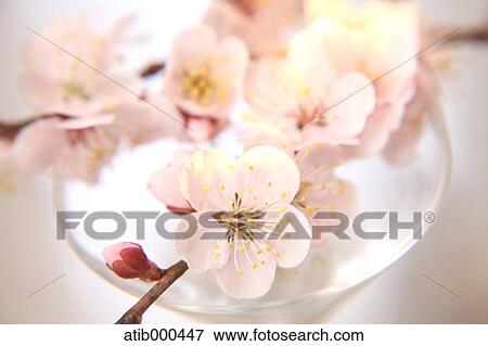 Cherry blossoms View Large Photo Image Stock Photo - Cherry blossoms. Fotosearch