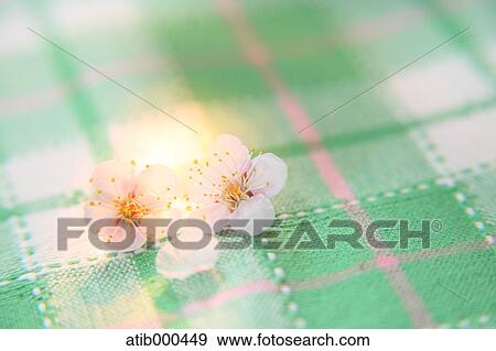 Cherry blossoms View Large Photo Image Stock Photo - Cherry blossoms. Fotosearch