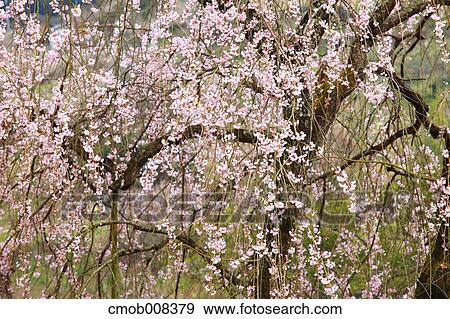 Cherry blossoms View Large Photo Image Stock Photo - Cherry blossoms. Fotosearch