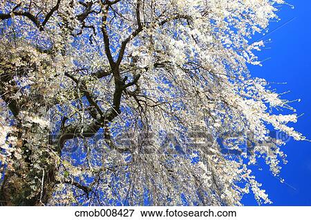 Stock Photo - Cherry blossoms. Fotosearch