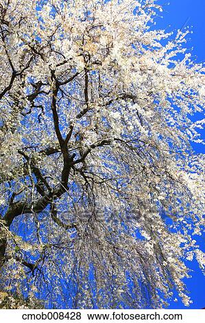 Cherry blossoms View Large Photo Image Stock Photo - Cherry blossoms. Fotosearch