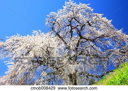 Stock Photo - Cherry blossoms. Fotosearch