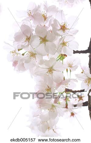Cherry blossoms View Large Photo Image Stock Photo - Cherry blossoms. Fotosearch