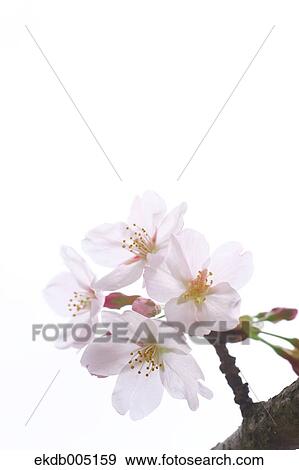 Cherry blossoms View Large Photo Image Stock Photo - Cherry blossoms. Fotosearch