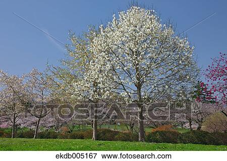 Cherry blossoms View Large Photo Image Stock Photo - Cherry blossoms. Fotosearch