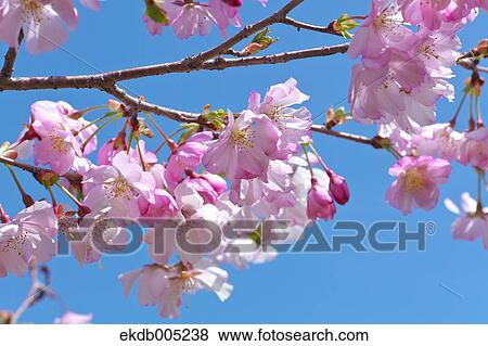 Cherry blossoms View Large Photo Image Stock Photo - Cherry blossoms. Fotosearch