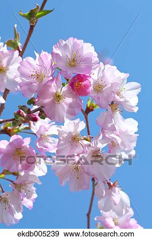 Stock Photo - Cherry blossoms. Fotosearch