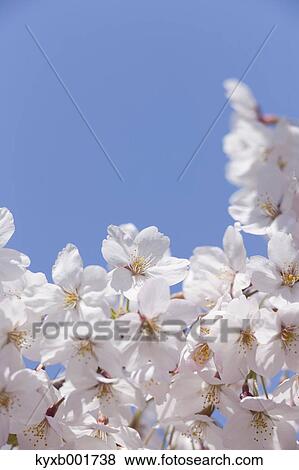 Cherry blossoms View Large Photo Image Stock Photo - Cherry blossoms. Fotosearch