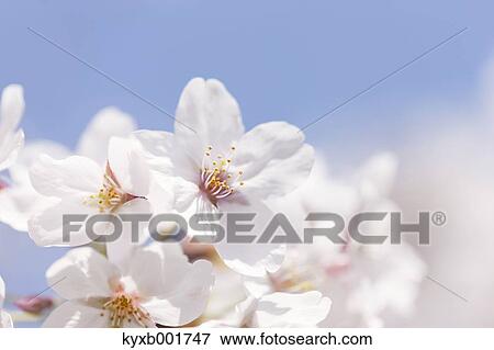 Stock Photo - Cherry blossoms. Fotosearch