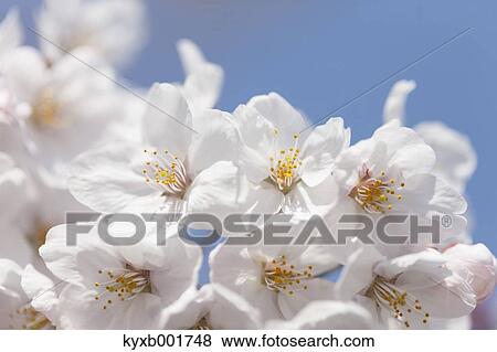 Cherry blossoms View Large Photo Image Stock Photo - Cherry blossoms. Fotosearch