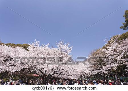 Stock Photo - Cherry blossoms. Fotosearch