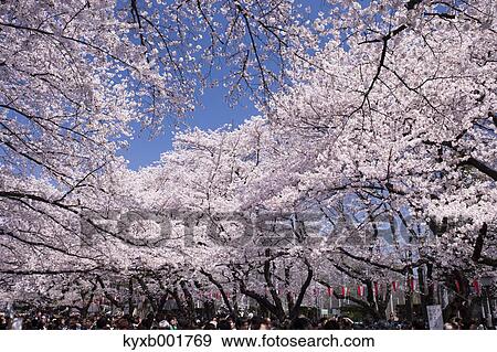 Cherry blossoms View Large Photo Image Stock Photo - Cherry blossoms. Fotosearch
