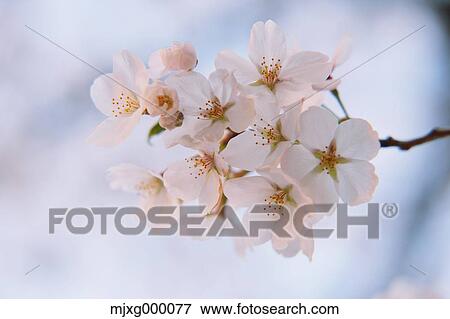 Cherry blossoms View Large Photo Image Stock Photo - Cherry blossoms. Fotosearch