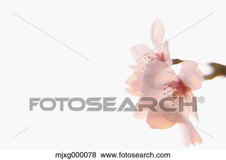 Stock Photo - Cherry blossoms. Fotosearch