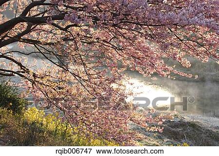 Stock Photo - Cherry blossoms. Fotosearch