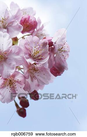 Cherry blossoms View Large Photo Image Stock Photo - Cherry blossoms. Fotosearch